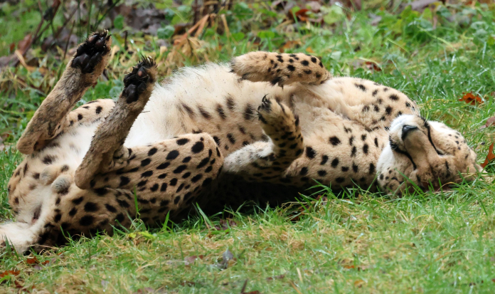 10 Fun Animals to Act Out for Hilarious Charades - Oli And Alex