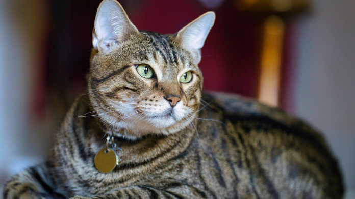 Uncovering Rajah Caruth's Mind-Blowing Net Worth - Oli And Alex