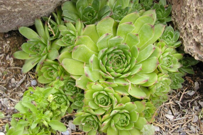 hen and chicks plant