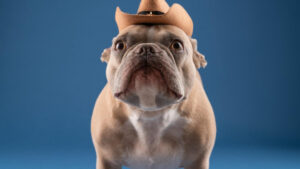 Who is Austin Stowell's Wife? Discover More About the Actor's Spouse