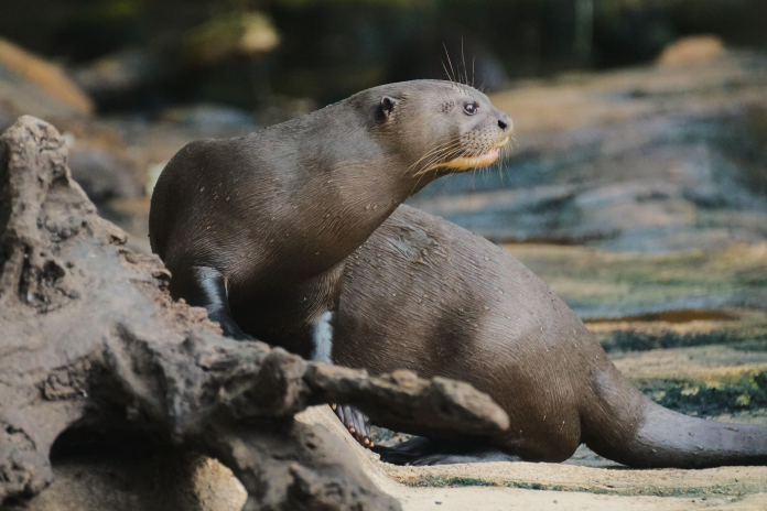 The Giant Otter's Impressive Size Compared to Humans - Oli And Alex