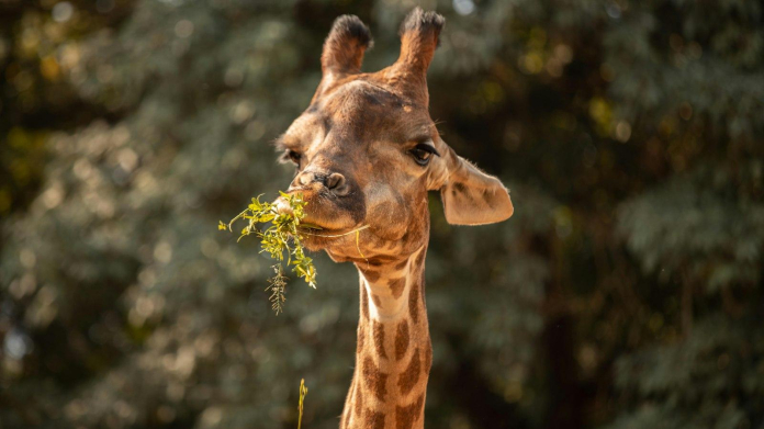 The Jaw-Dropping Net Worth of Priscilla Echi - Oli And Alex